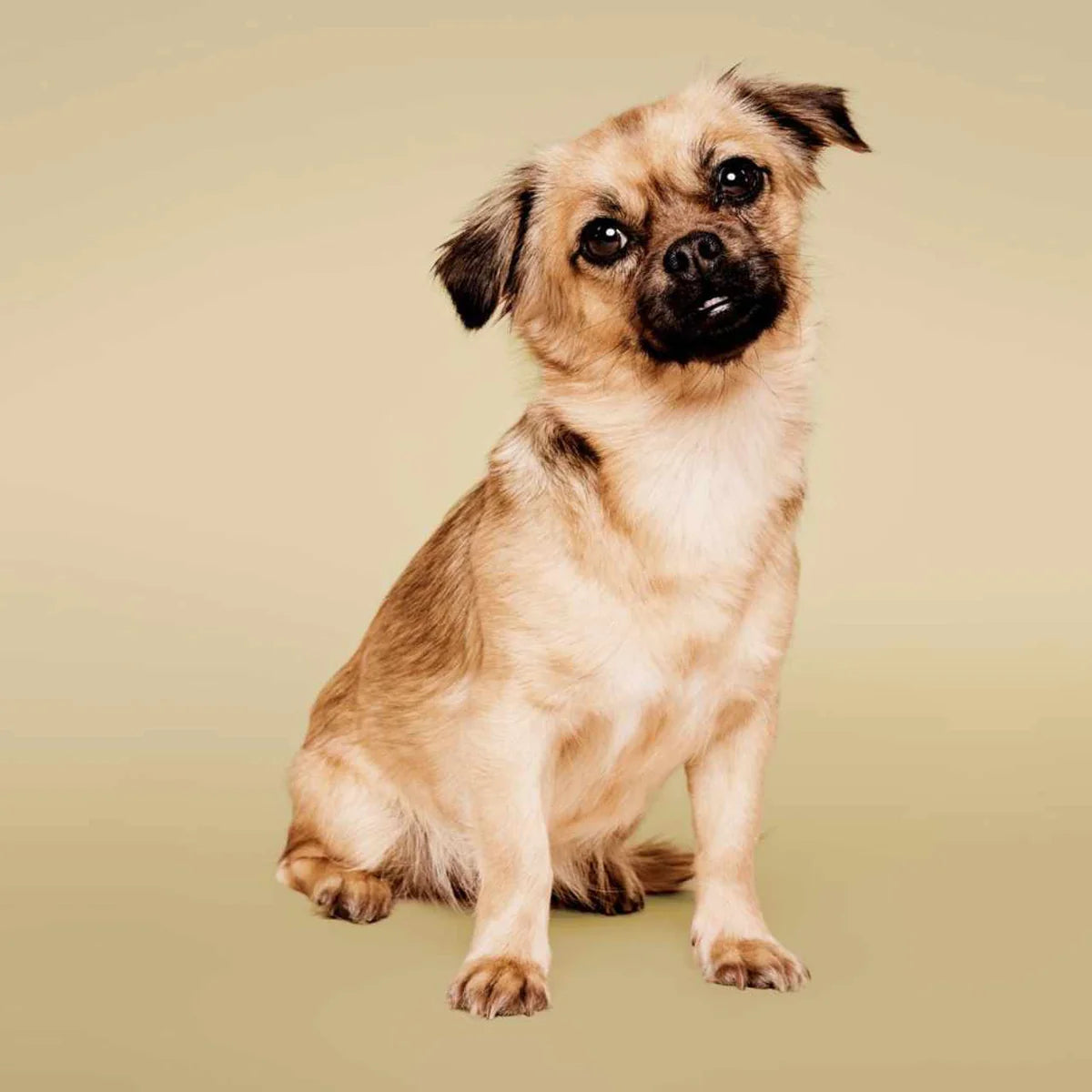 Paul Mitchell Pet Soothing Oatmeal No-Rinse Shampoo Foam