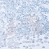 Opaque White Crystals - 1440PCS - Maskscara